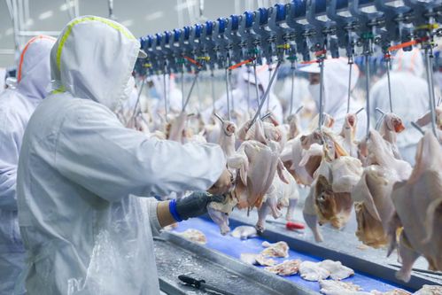 解碼沈陽好 豐 景丨肉禽產(chǎn)業(yè)發(fā)展觀察