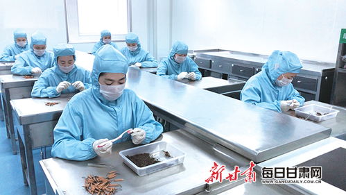 甘肅隴萃堂營養(yǎng)保健食品股份職工認(rèn)真篩檢蟲草